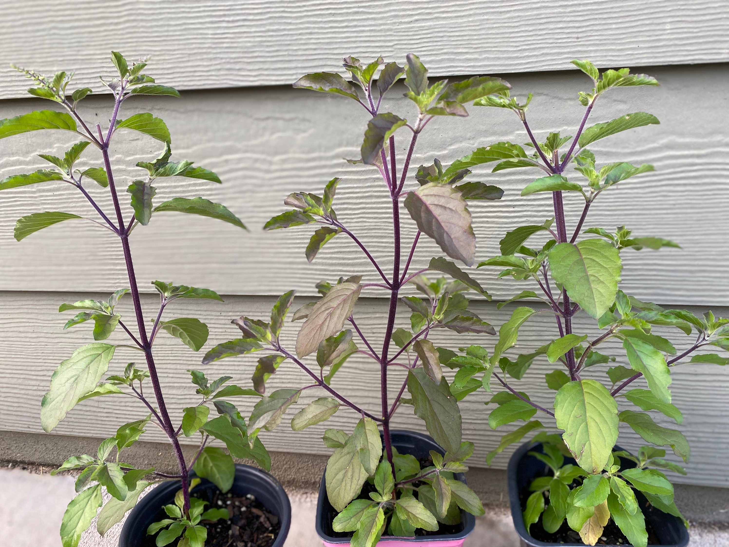 Holy Basil Plant