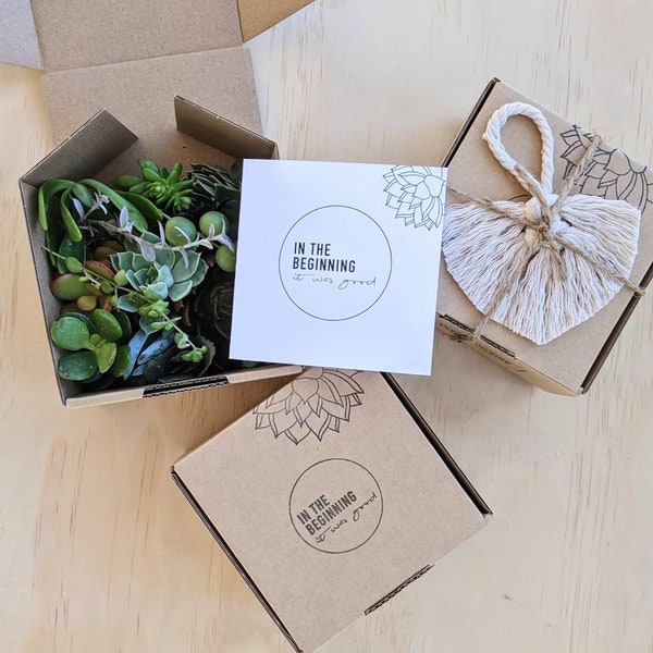 Succulent Starter Mini Box