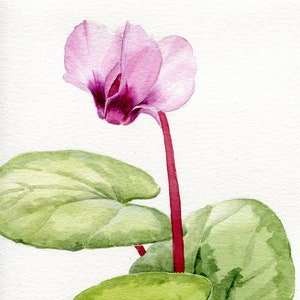 Acuarela ORIGINAL tierno ciclamen violeta, flor realista pintada a mano, ilustración botánica en acuarela 19,5 x 14,8 cm imagen 1