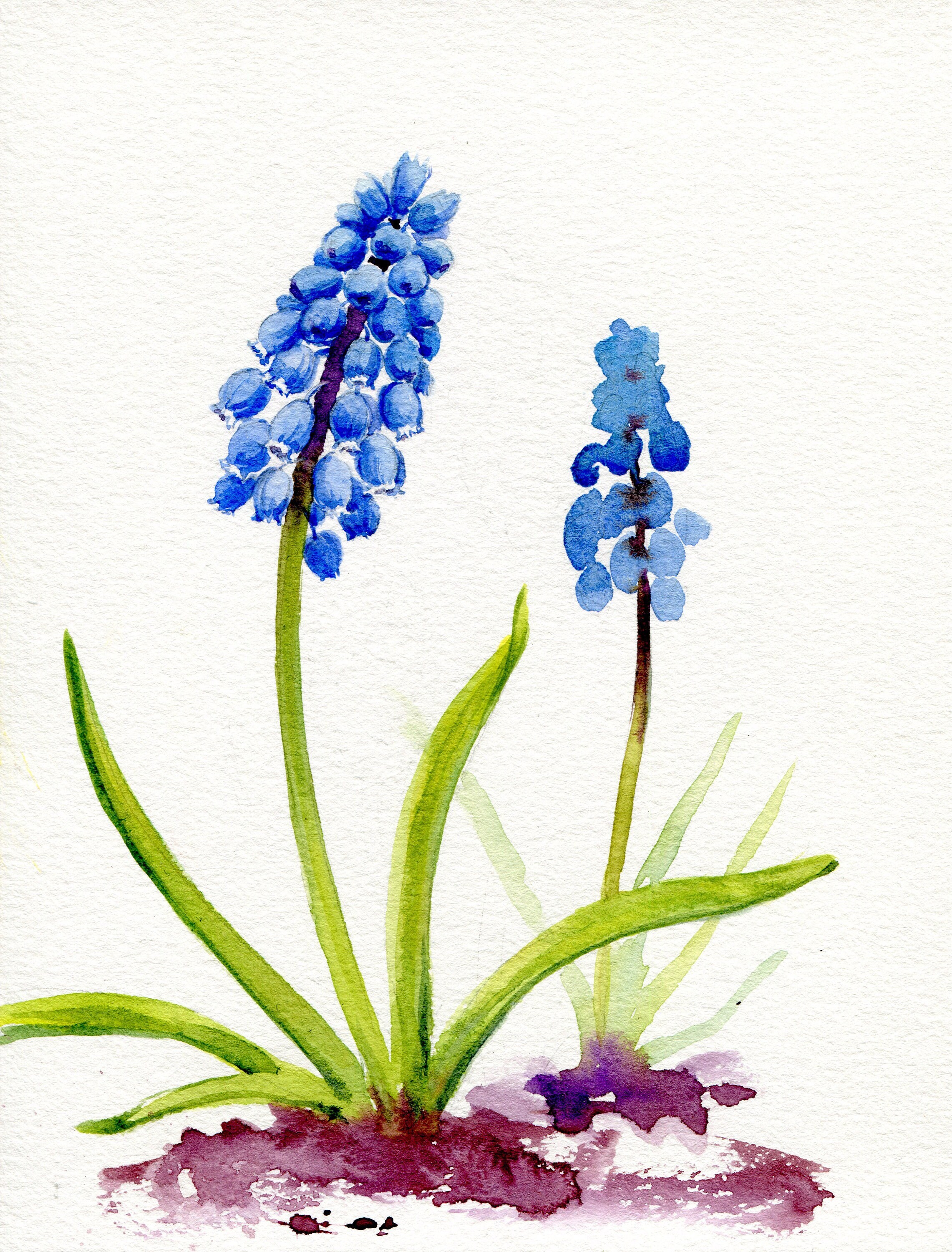 ORIGINAL watercolor "Grape hyacinths", realistic flowers hand-painted, botanical illustration in watercolor 19.5 x 14.8 cm