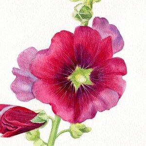 ORIGINAL Aquarell "rotviolette Stockrose", realistische Blume handgemalt,  botanische Illustration in Aquarell 19,5 x 14,8 cm