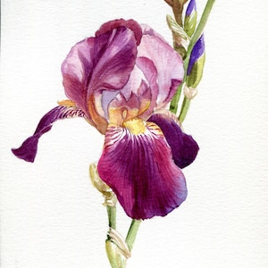 ORIGINELE aquarel "Iris lelie", realistische bloem handgeschilderd, botanische illustratie in aquarel 19,5 x 14,8 cm