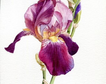 ORIGINAL Aquarell "Schwertlilie", realistische Blume handgemalt,  botanische Illustration in Aquarell 19,5 x 14,8 cm