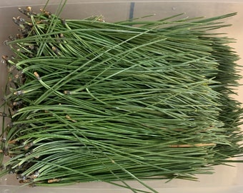 Fresh Long Green Montana Ponderosa Pine Needles - 4 ounce bunch in each purchase