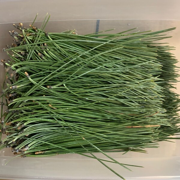 Fresh Long Green Montana Ponderosa Pine Needles - 4 ounce bunch in each purchase