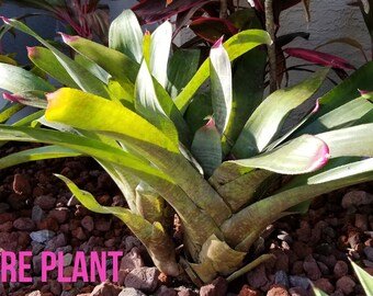 PAINTED FINGERNAIL (Neoregelia Spectabillis) bromeliad 8"-12" PUP