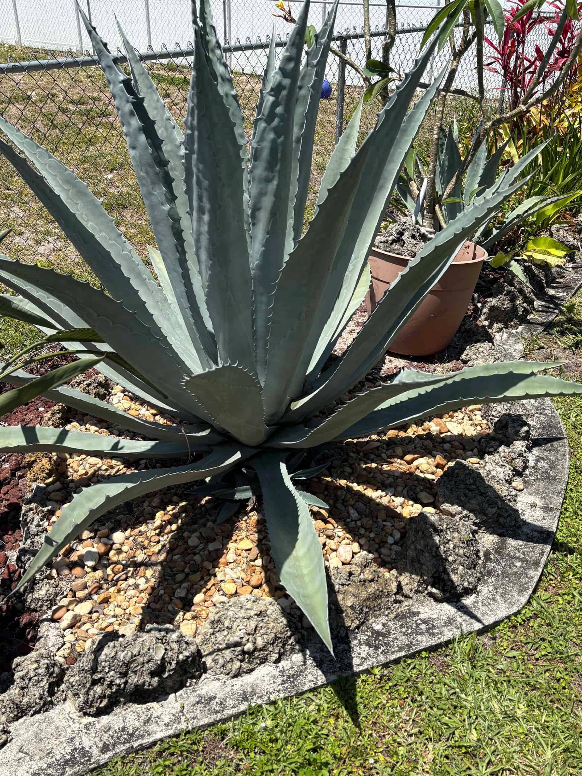 AMERICAN AGAVE (agave Americana) 4
