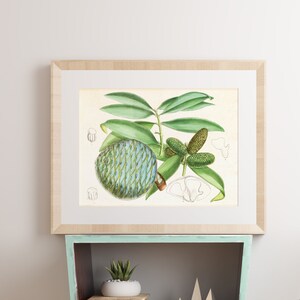 Conifer Tree Branch Printable Wall Art, Vintage Botanical Pacific Kauri Cone Illustration, Downloadable Coniferous Greenery Poster #046
