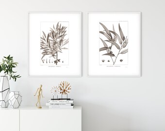 Set of 2 Eucalyptus Giclee Art Print, Antique Botanical Eucalyptus Print Set, Vintage Kitchen Wall Poster, Archival Quality Sepia Print Set