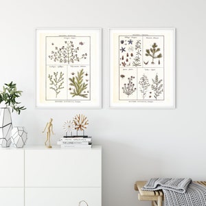 Conjunto de 2 plantas e ervas impressão de arte giclée, conjunto de gráfico de ilustração botânica vintage, cartazes de cozinha de vegetação, conjunto de 2 arte de parede de ervas