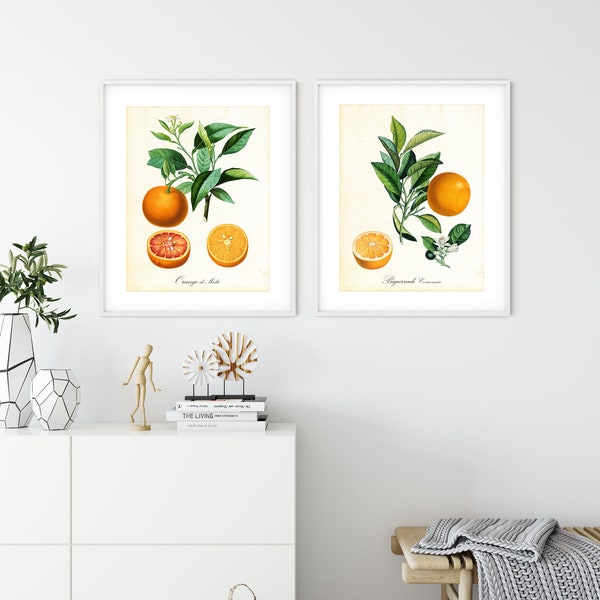 Set of 2 Orange Citrus Giclee Art Print, Vintage Botanical Orange Citrus Poster Set, Set of 2 Archival Quality Orange Illustration Prints