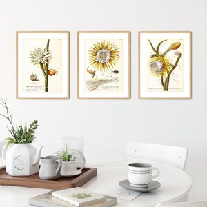 Set von 3 Cereus Giclee Art Print, Vintage botanische blühende Cereus Kaktus Illustrationen, Set von 3 Kaktus Wand Postern