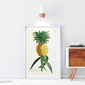 Pineapple Printable Wall Art, Vintage Botanical Pineapple Illustration, Food Poster, Home Decor, Downloadable Tropical Fruit Print #068