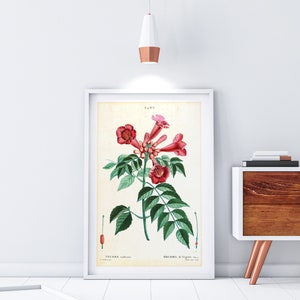 Trumpet Giclee Art Print, Antique Botanical Trumpet Creeper Illustration, Archival Quality Hummingbird Vine Wall Poster #082