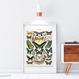 Butterfly Printable Wall Art, Vintage Papillons Painting Print by Adolphe Millot, Kitchen Entomology Poster #090