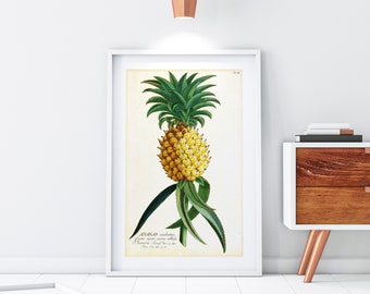 Arte da parete stampabile di ananas, illustrazione botanica vintage di ananas, poster di cibo, decorazioni per la casa, stampa di frutta tropicale scaricabile #068