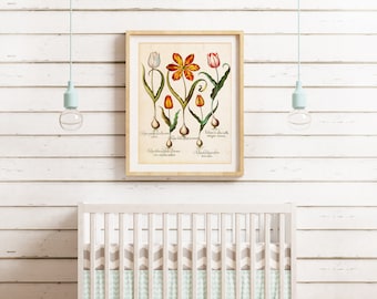 Tulips Printable Wall Art, Vintage Botanical Tulip Flowers Illustration, Downloadable Floral Print #086