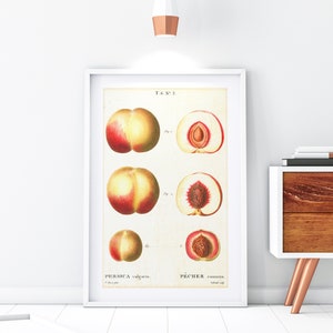 Pfirsich Früchte Giclée Kunstdruck, Vintage botanische Pfirsich Diagramm Illustration, Küche Wand Dekor, Archiv Qualität Obst Diagramm Poster #157