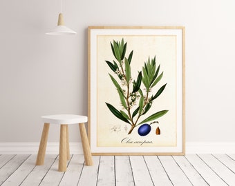 Art mural imprimable olive, illustration botanique vintage de branches d’olivier, affiche verte de cuisine olive, impression d’art olive téléchargeable #003