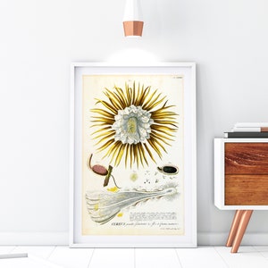 Cereus Blume Giclee Art Print, Vintage botanische Kaktus Illustration, Blumen-Wand-Dekor, Archival Quality Floral Kitchen Poster #034