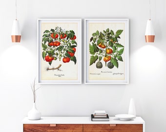 Set of 2 Tomato Printable Wall Art, Vintage Botanical Tomato Illustrations, Kitchen Food Poster Set of 2 Downloadable Vegetable Prints