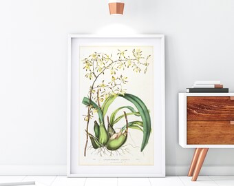 Yellow Orchid Giclee Art Print, Vintage Botanical Orchid Flower Illustration, Archival Quality Floral Kitchen Wall Poster #168