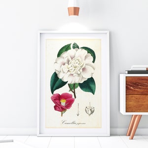 Camellia Printable Wall Art, Antique Botanical Camellia Japonica Illustration Poster, Flower Home Decor, Downloadable Floral Print #179