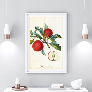 Vintage Apple Botanical Print: Red Fruit Tree Branch (Digital Download)