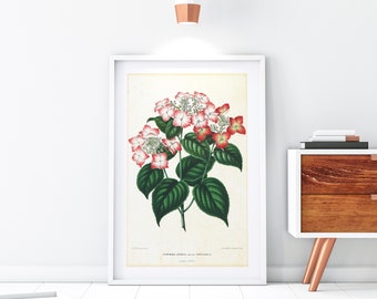 Hydrangea Printable Wall Art, Vintage Botanical Hydrangea Japonica Illustration, Hortensia Flower Kitchen Poster, Downloadable Print #108