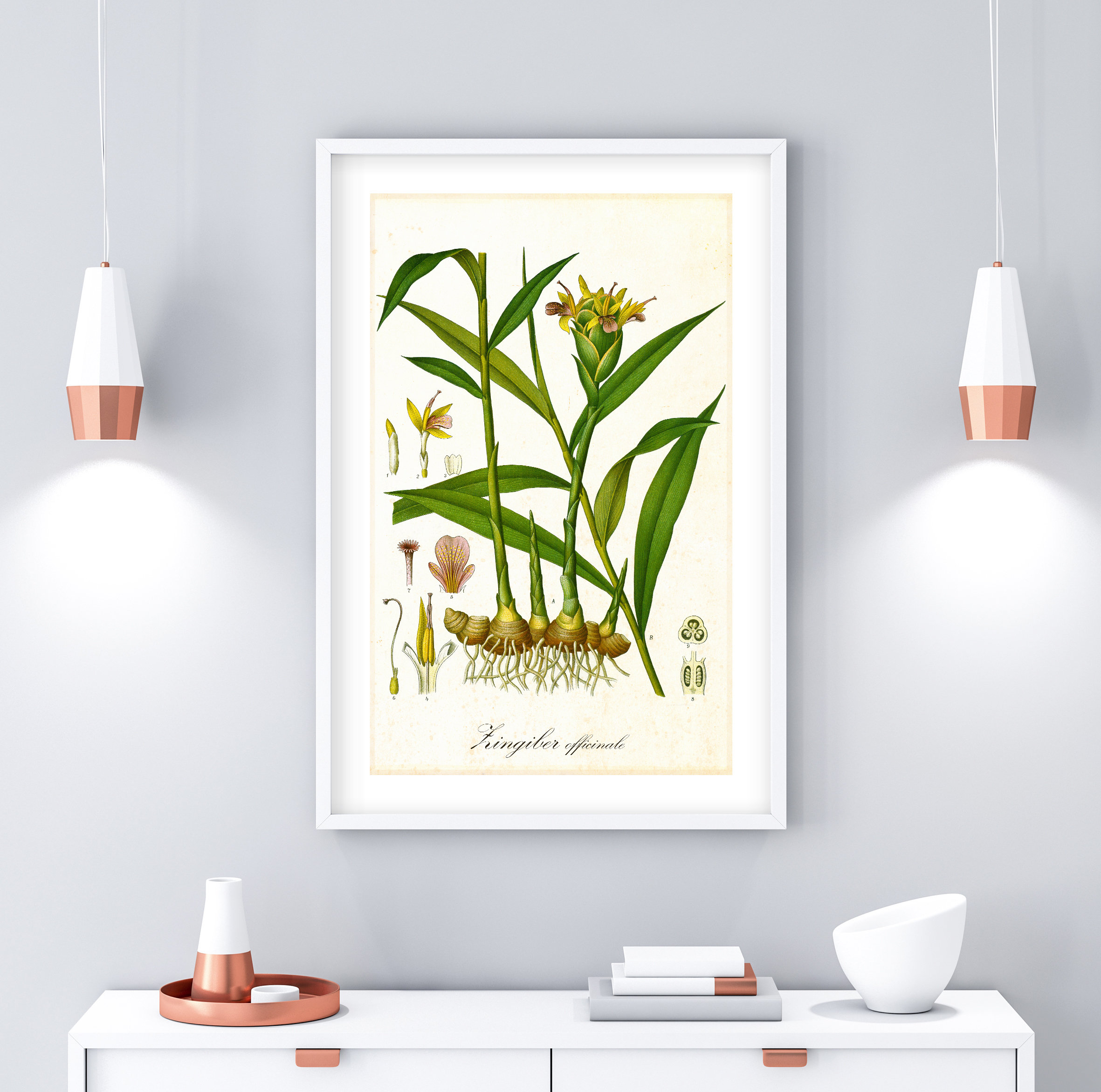Ginger Printable Wall Art, Antique Botanical Ginger Herb Poster