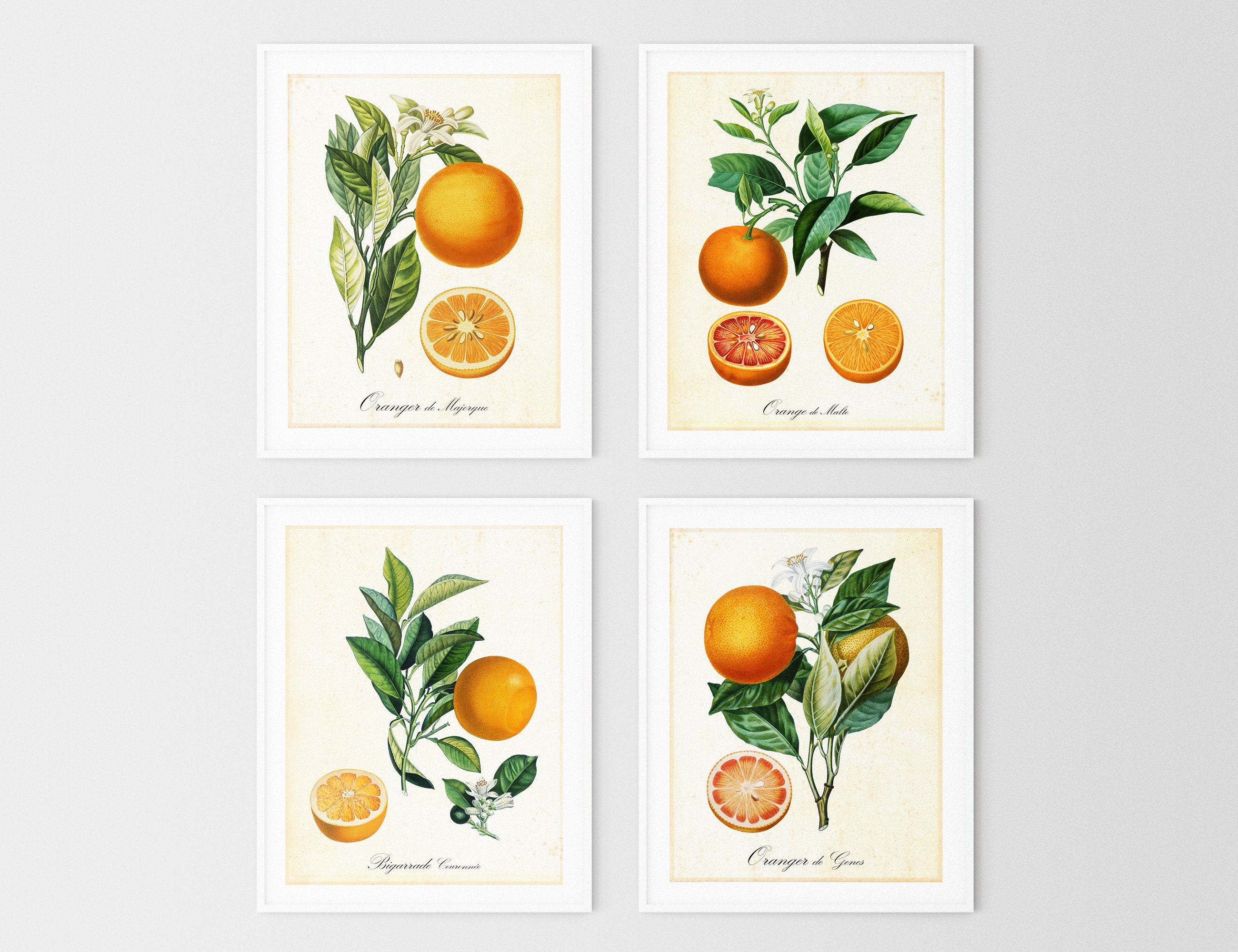Set of 4 Citrus Printable Wall Art, Vintage Botanical Orange Citrus Tree Illustrations, Kitchen Food Posters, Set of 4 Downloadable Prints