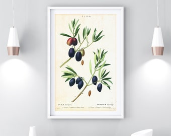 Olive Printable Wall Art, illustration botanique vintage de branche d’olivier, affiche d’olive antique, art de cuisine, impression olive téléchargeable #001