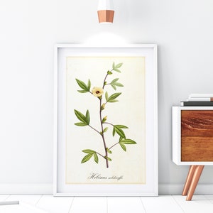 Yellow Hibiscus Botanical Giclée Art Print, Vintage Illustration, Home Wall Decor (139)