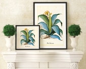 Aloe Printable Wall Art, Antique Botanical Aloe Americana Illustration, Agave Kitchen Poster, Downloadable Succulent Painting Print 021