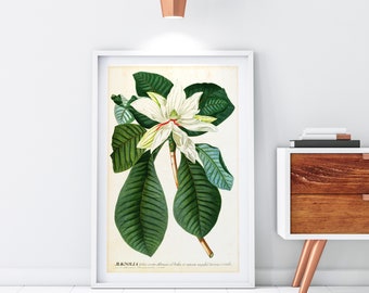 White Magnolia Giclee Art Print, Vintage Botanical Magnolia Tree Illustration, Floral Home Decor, Archival Quality Magnolia Wall Art #048