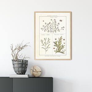 Pläne und Kräuter druckbare Wandkunst, Vintage botanische Illustration Diagramm, grüne Küche Poster, herunterladbare Kräuter Druck #128