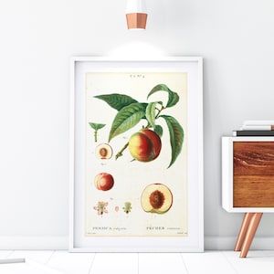 Peach Giclée Art Print, Vintage Botanical Peach Tree Branch Illustration, Kitchen Wall Decor, Archival Quality Peach Fruits Poster #155