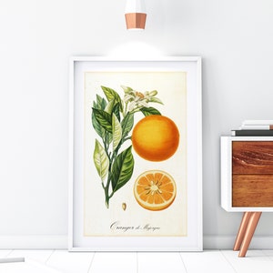 Orange Citrus Giclee Art Print, Vintage French Botanical Citrus Tree Illustration, Archival Quality Citrus Fruit Kitchen Poster #115