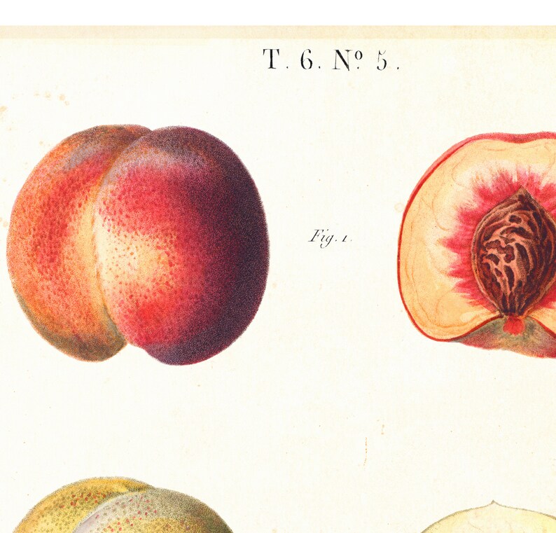 Peach Fruits Giclée Art Print, Vintage Botanical Peach Chart