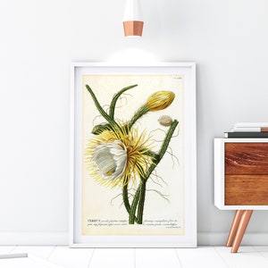 Cereus Giclee Art Print, Vintage botanische Kaktus-Blumen-Illustration, Blumen-Wand-Dekor, Archival-Qualitäts-Blumenküche-Poster #033