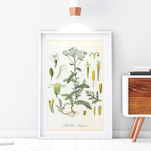 Schafgarbe Giclée Kunstdruck, Vintage botanische Achillea Illustration, Kräuter Küche Poster, Archivqualität Schafgarbe Pflanze Wand Kunst #178