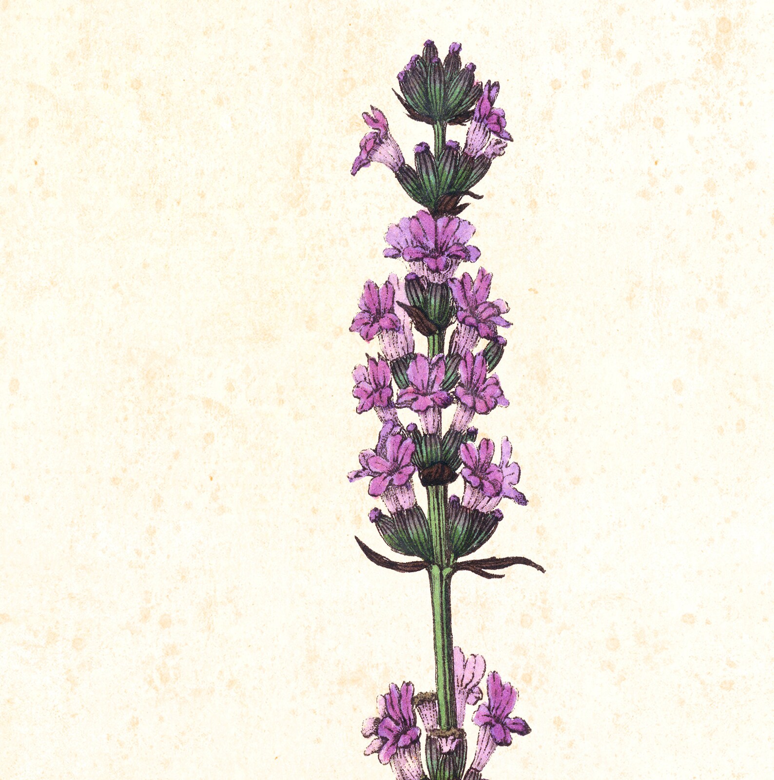 Lavender Giclee Art Print Vintage Botanical Lavender Plant - Etsy