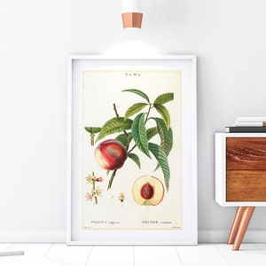 Peach Giclée Art Print, Vintage Botanical Peach Tree Branch Illustration, Kitchen Wall Decor, Archival Quality Peach Fruits Poster #154