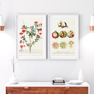 Set of 2 Pomegranate Printable Wall Art, Vintage Botanical Fruit Tree Branch Illustrations, Kitchen Wall Decor, Downloadable Poster Set