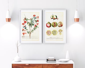 Set of 2 Pomegranate Printable Wall Art, Vintage Botanical Fruit Tree Branch Illustrations, Kitchen Wall Decor, Downloadable Poster Set
