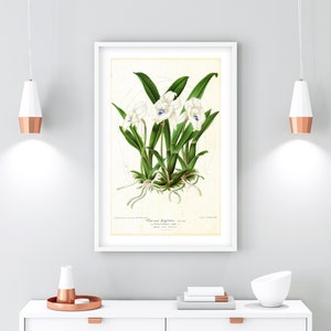 White Orchid Printable Wall Art, Vintage Botanical Orchid Flower Illustration, Floral Kitchen Wall Poster, Downloadable Orchid Print #165