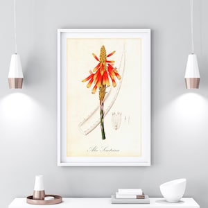 Aloe Blossom Printable Wall Art, Vintage Botanical Aloe Illustration, Pink Flower Poster, Downloadable Aloe Floral Print #022