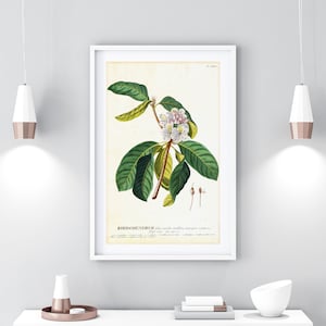 Rhododendron Printable Wall Art Poster, Vintage Botanical Azalea Illustration, Flower Home Decor, Downloadable Rhododendron Print #073