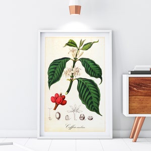 Stampa artistica giclée di caffè, illustrazione botanica d'epoca di un ramo di un albero di Coffea Arabica, decorazione da parete per cucina di qualità d'archivio n. 035