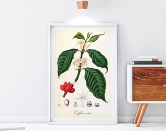 Coffee Giclee Art Print, Vintage Botanical Coffea Arabica Tree Branch Illustration, Archival Quality Kitchen Wall Art #035